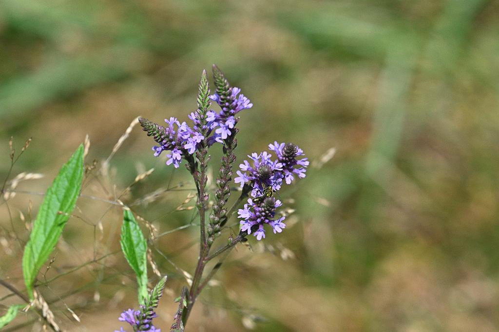2025-08039899 Tower Hill Botanic Garden, MA.JPG - Blue Vervain. New England Botanic Garden at Tower Hill, MA, 8-3-2025